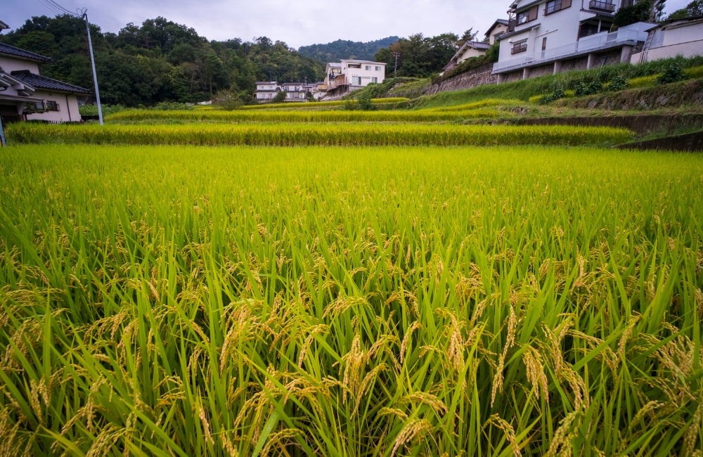 Inorganic Arsenic In Rice: Kid’s Health Risk