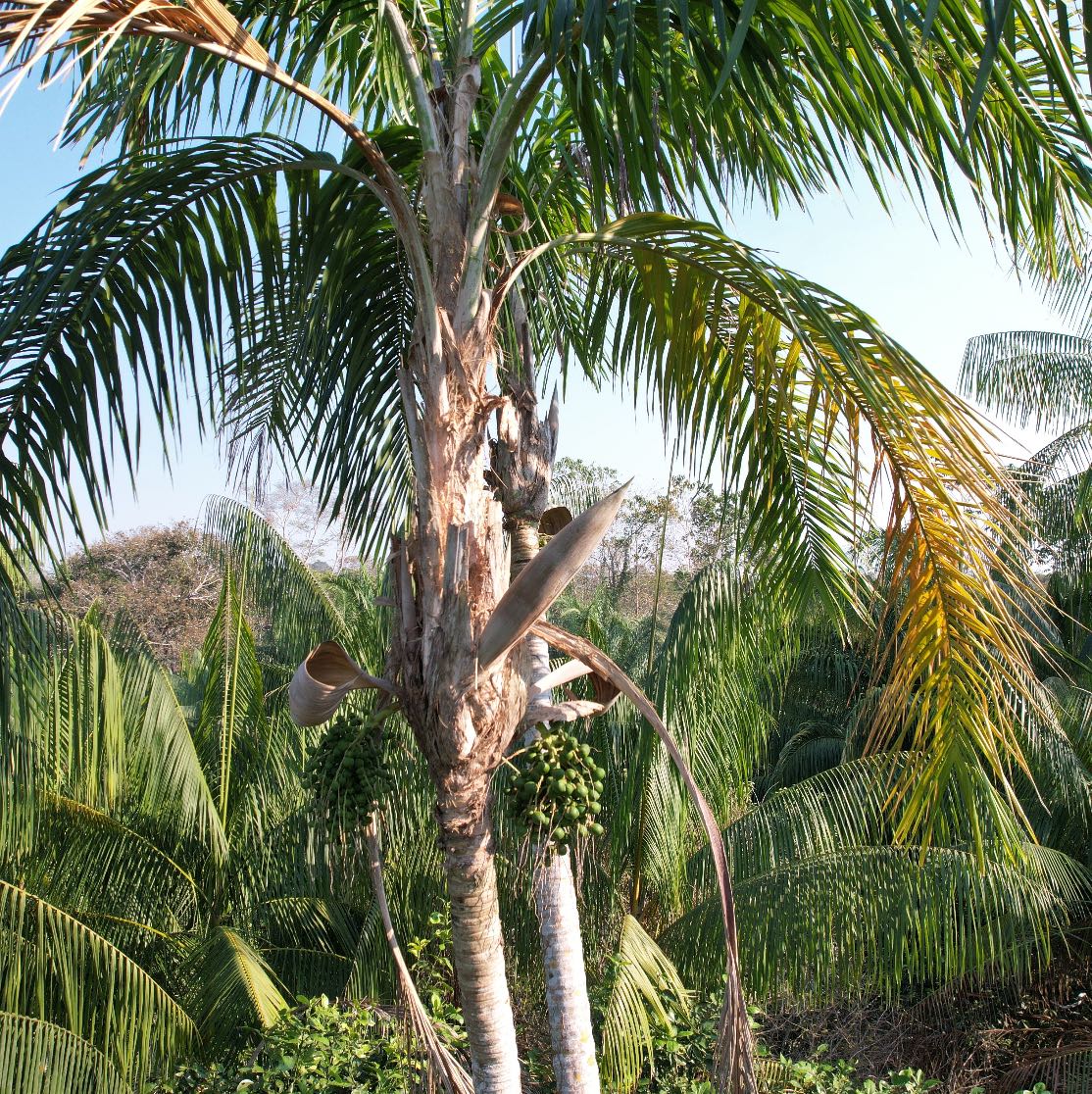 Coconut tree with coconuts hanging from its branches in a tropical setting.