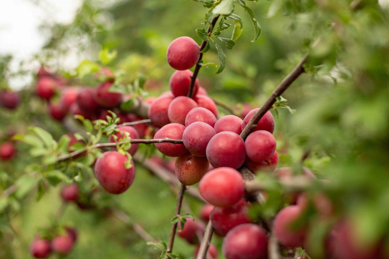 Red fruit on a tree branch with green leaves